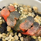 Haworthia Truncata 'BLACK WARRIOR' Variegated