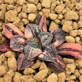 Haworthia BLUE DIAMOND Variegated