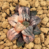 Haworthia BLUE DIAMOND Variegated