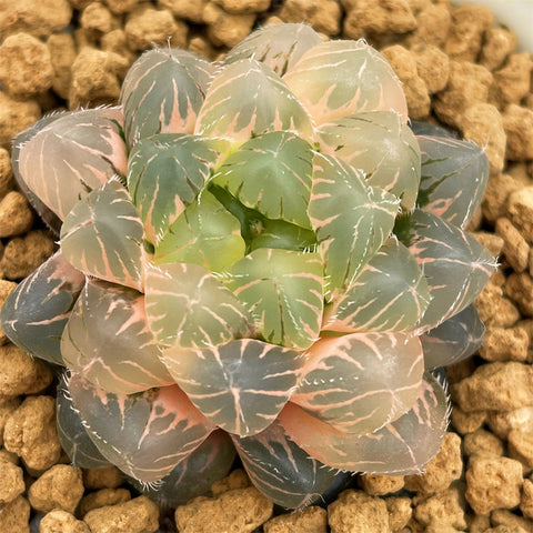 Haworthia Purple Lens Variegated