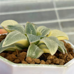 Haworthia Blue Pygmaea RV Reverse Variegated