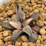 Haworthia BOBII Variegated