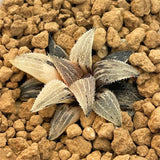 Haworthia BOBII Variegated