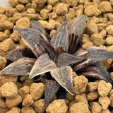 Haworthia BOBII Variegated