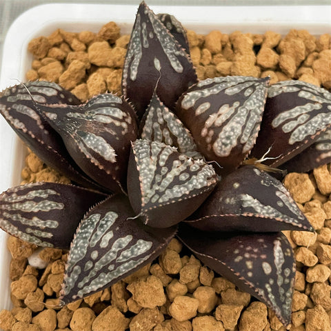 Haworthia Spledens Brown Galaxy Big Size