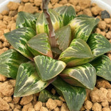Haworthia Badia Bull Dog Variegated