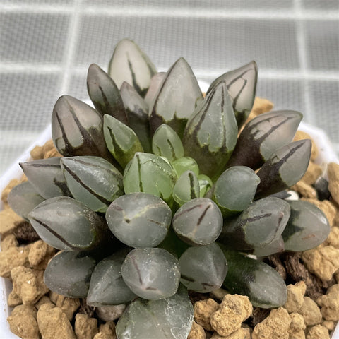 Haworthia Bullet