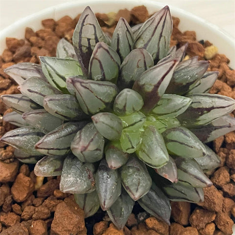 Haworthia Mutant 'Bullet'