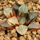Haworthia Mutant 'CAPRICORN EMPEROR'