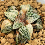 Haworthia Picta Cobra Small Size