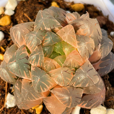 Haworthia Cooperi var. Truncata Variegated