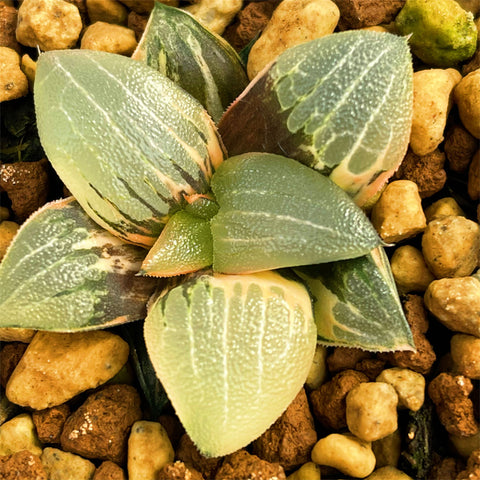 Haworthia Correcta Circuit Board Variegated plant from offsets