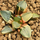 Haworthia Mutant 'CAPRICORN EMPEROR'