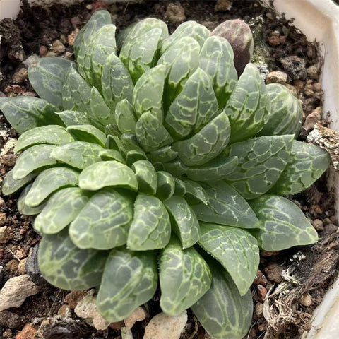 Haworthia Comptoniana Circle of Life Crested