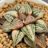 Haworthia Picta Cobra Small Size