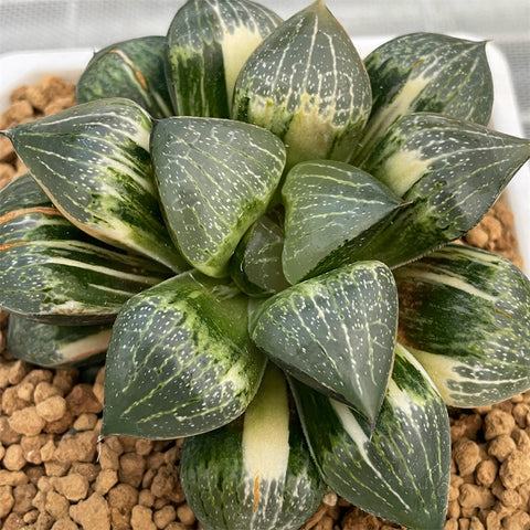 Haworthia Comptoniana 'Hakugei' Hybrid Variegated Mother Plant