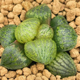 Haworthia Comptoniana Mutant 'LUX'