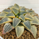Haworthia Comptoniana RV