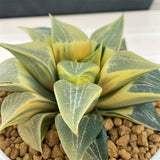 Haworthia COMPTONIANA REVERSE VARIEGATED