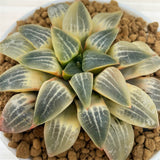Haworthia Comptoniana RV