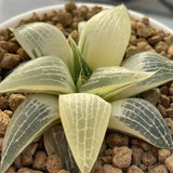 Haworthia Comptoniana Reverse Variegated