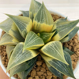 Haworthia COMPTONIANA REVERSE VARIEGATED
