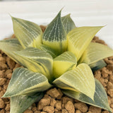 Haworthia Comptoniana Reverse Variegated