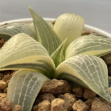 Haworthia Comptoniana Reverse Variegated