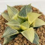 Haworthia Comptoniana Reverse Variegated