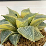 Haworthia COMPTONIANA REVERSE VARIEGATED