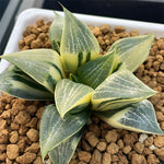 Haworthia Comptoniana Variegated Big Size