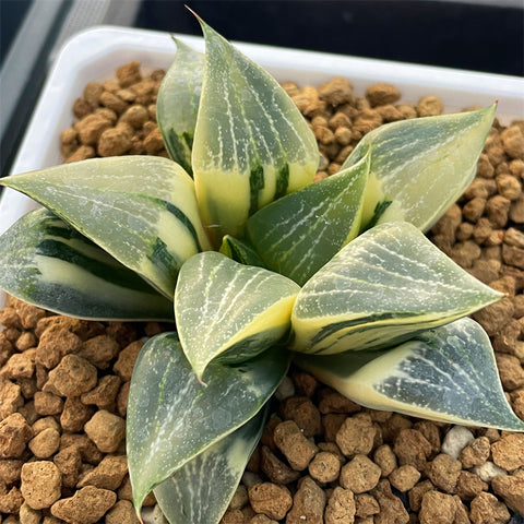 Haworthia Comptoniana Variegated Big Size