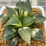 Haworthia Comptoniana Variegated Mother plant