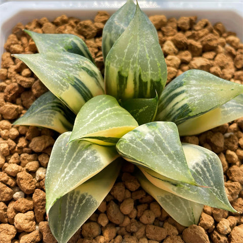 Haworthia Comptoniana Variegated Big Size