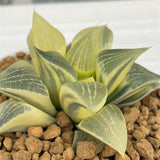 Haworthia Comptoniana Reverse Variegated