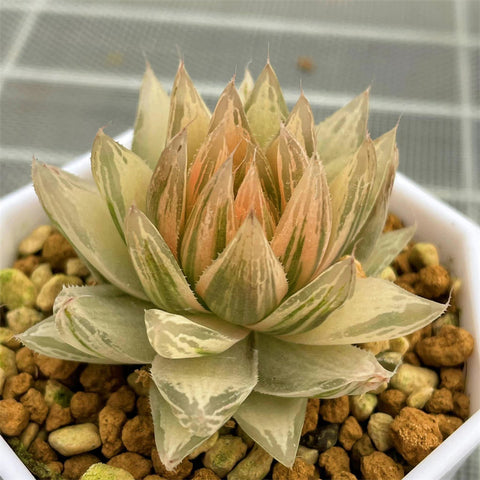 Haworthia Cooperi Var. Leightonii Reverse Variegated