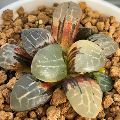 Haworthia Correcta 'Crystal' Variegated