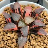 Haworthia Correcta Cupid Variegated