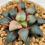 Haworthia Correcta CUPID Variegated