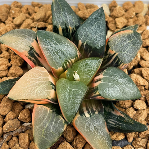 Haworthia Correcta Cupid Variegated