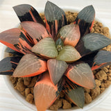 Haworthia Correcta CUPID Variegated