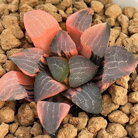 Haworthia Correcta Daikokuten Variegated