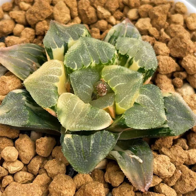 Variegated – Page 16 – ChinaHaworthia Variegated – Page 16 – ChinaHaworthia