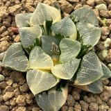 Haworthia Correcta Dreamy Island Variegated