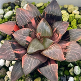 Haworthia Correcta Hetian Jade Variegated