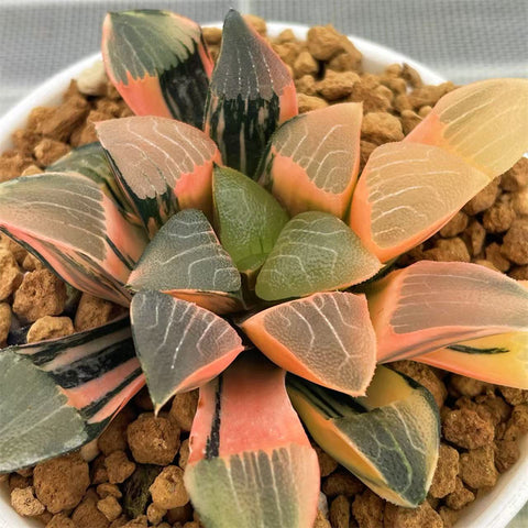 Haworthia Correcta Hetian Jade Variegated