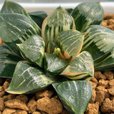Haworthia Correcta Hybrid Variegated Mother Plant