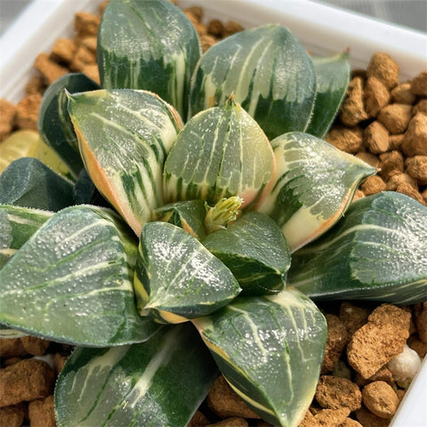 Haworthia Correcta Hybrid Variegated Mother Plant