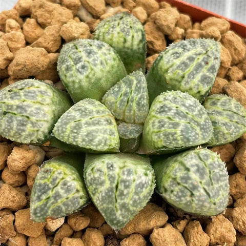 Haworthia seeds plant Correcta Hybrid