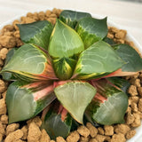 Haworthia Correcta LONGXI Variegated